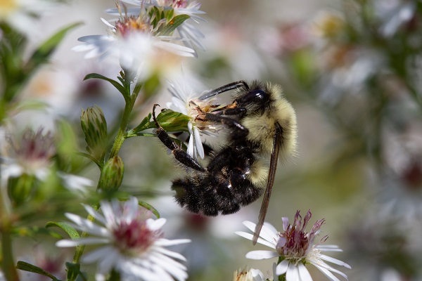 Eastern Common bumble bee