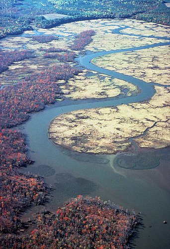 photo of Pamunkey River tidal marshes and forests