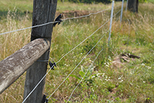 Fencing to keep livestock out of streams