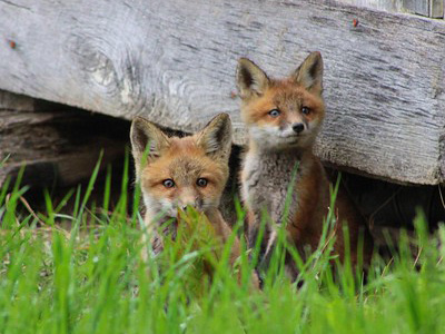 Baby foxes at Shenandoah River State Park