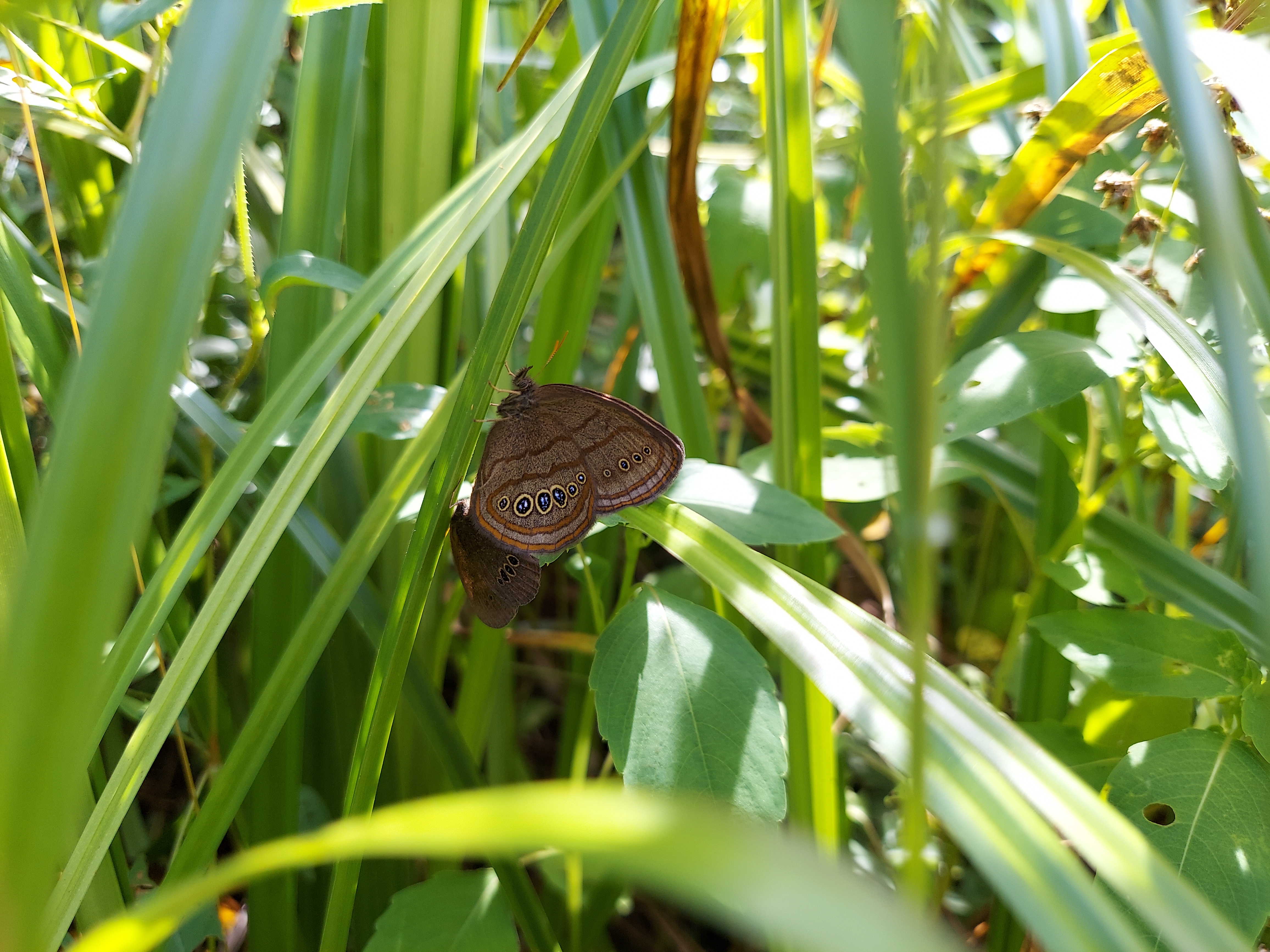 Mitchell's satyr butterflies in tall grasses