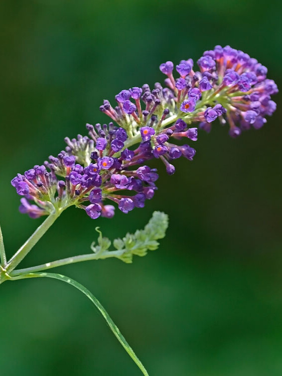 Orange-eye butterfly-bush Buddleja davidii