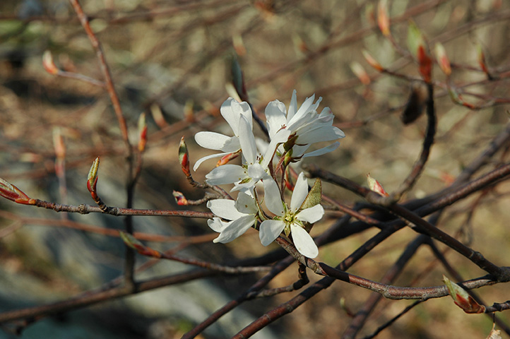 Amelanchier tree.
