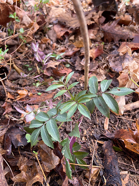 American Elderberry