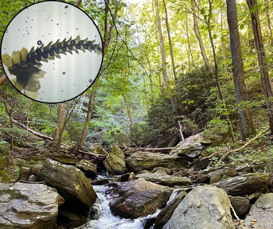 photo of creek with trees in background with inset closeup of liverwort under microscope