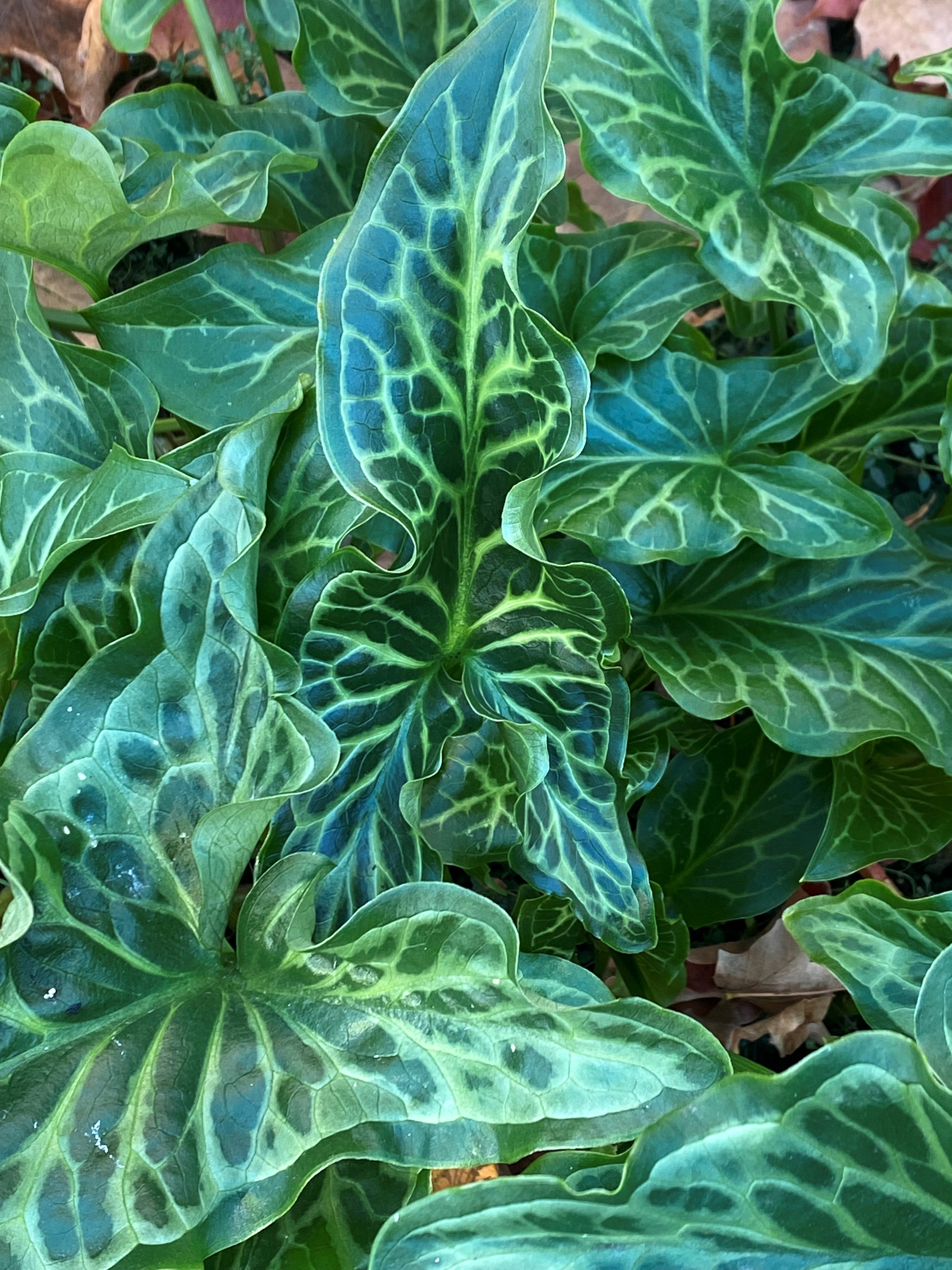 Italian arum (Arum italicum)