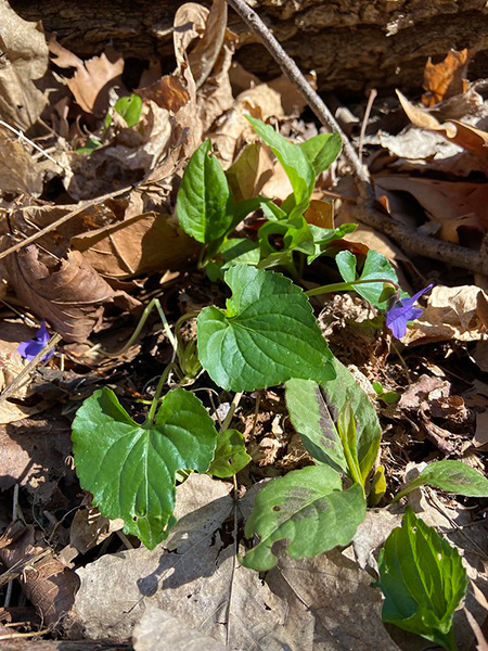 Common blue violet and Jumpseed