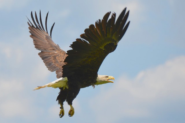 Eagle in flight after release at Caledon State Park