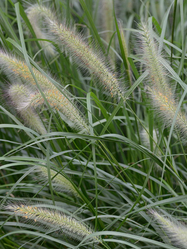 Fountain grass (Chenchrus purpurascens)