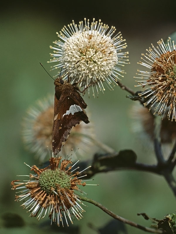 Buttonbush Cephalanthus occidentalis