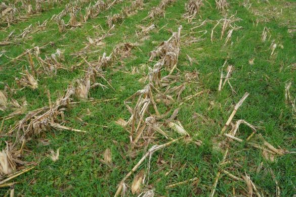 Continuous cover crop