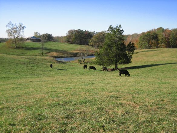 Livestock stream exclusion