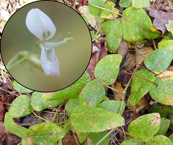Cream flowered tick-trefoil
