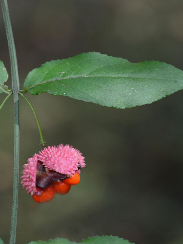 Strawberry bush (Euonymus americanus)