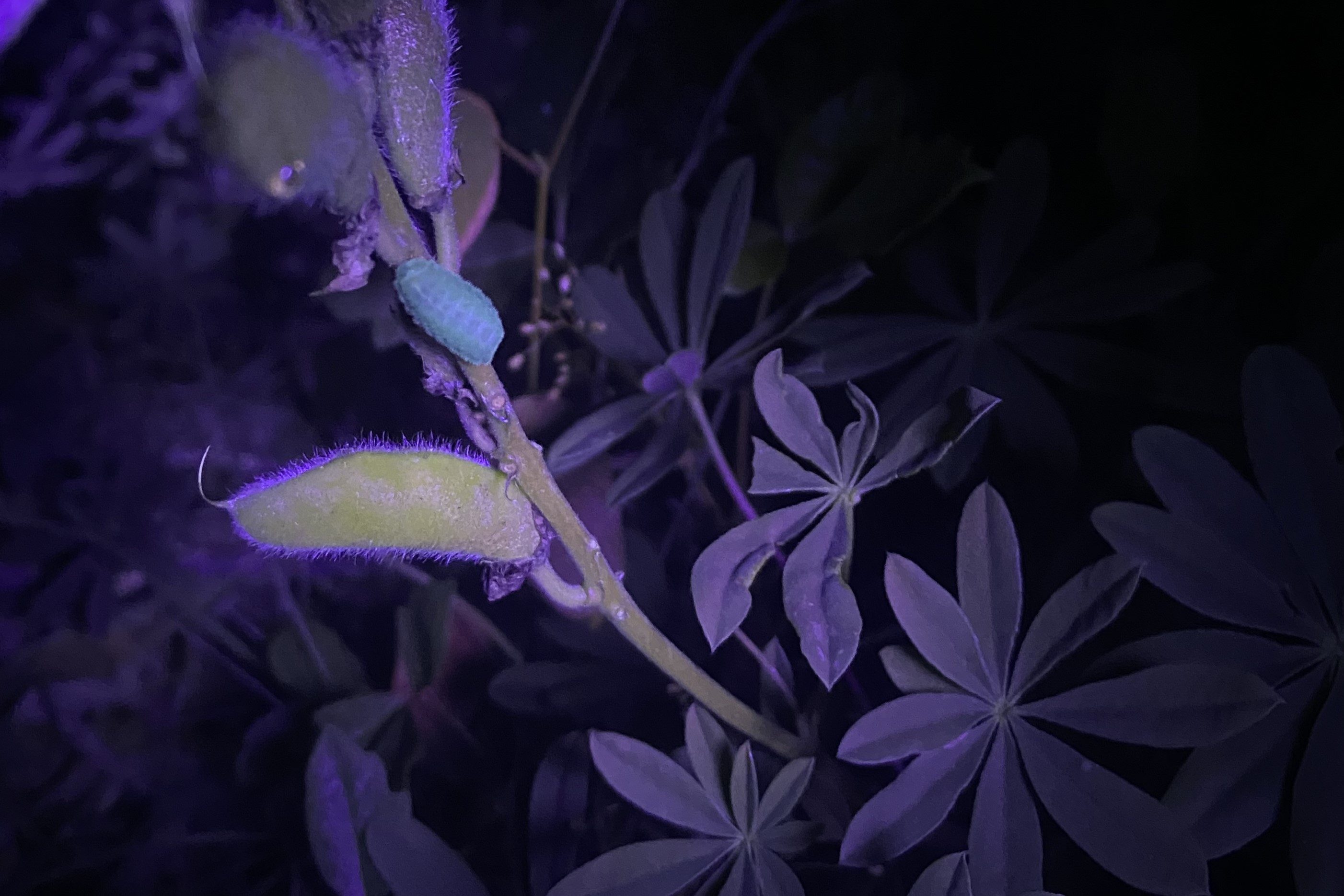 Frosted elfin caterpillar on lupine