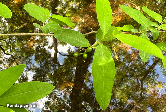 Pondspice fruit