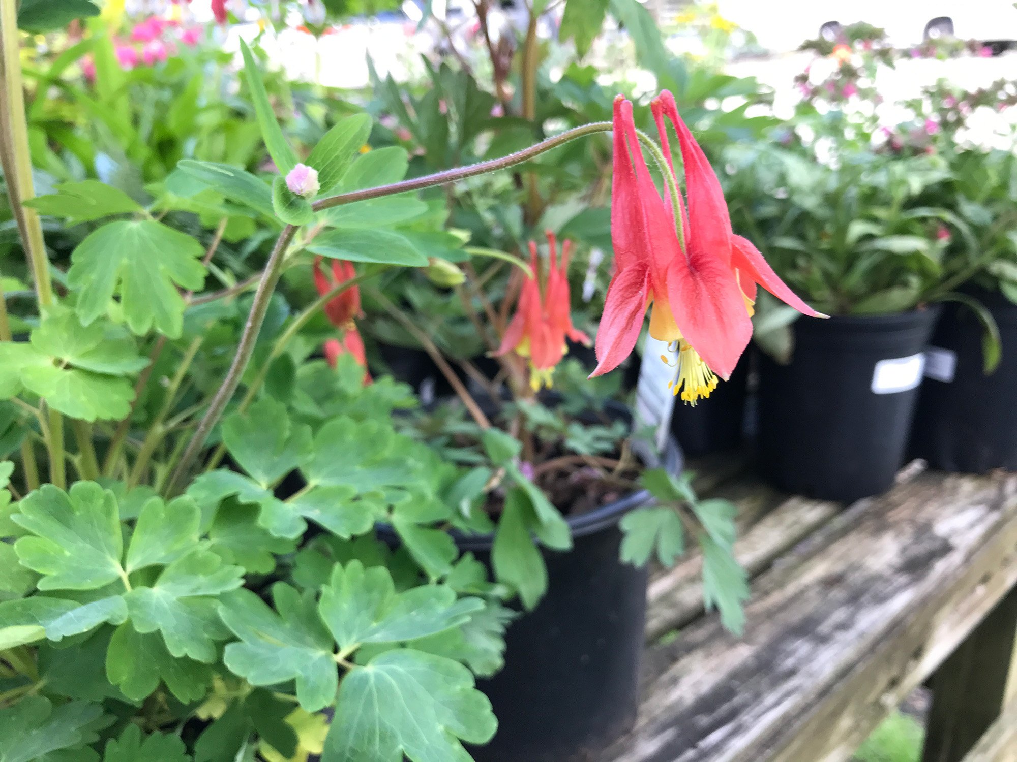 Eastern red columbine (Aquilegia canadensis)