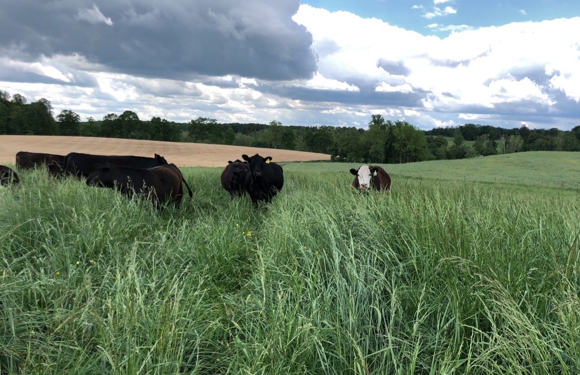 tall fescue fields where poultry litter was applied 
