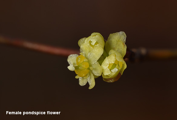 Pondspice flower - female