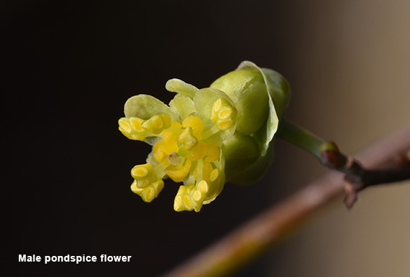 Pondspice flower - male