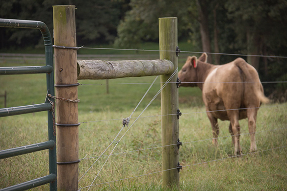 livestock stream exclusion