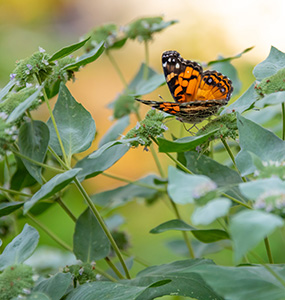 butterfly on Mountain mint