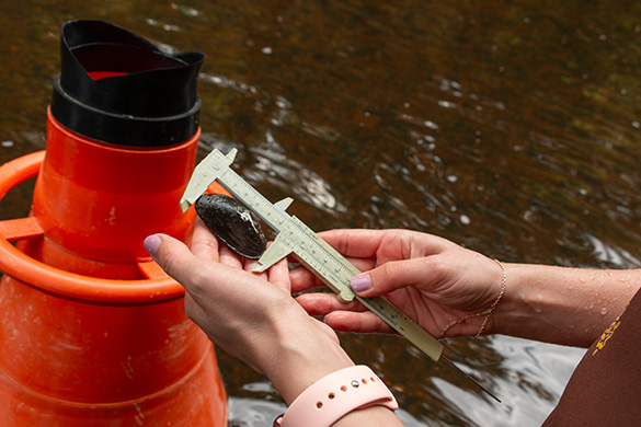 Measuring a mussel