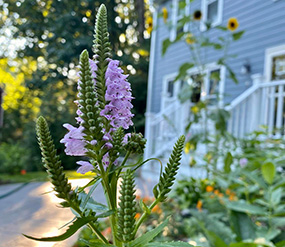 Oenothera biennis plant
