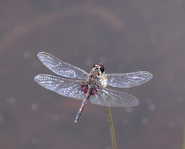 Ornate pennant
