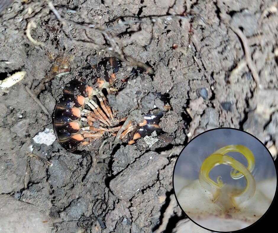 photo of black and orange millipede curled up, partly buried in leaf litter, with inset closeup photo of appendage in lower right