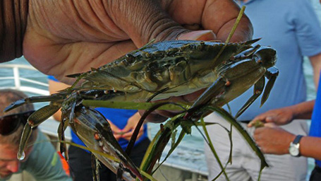 Crab at a watershed teaching event