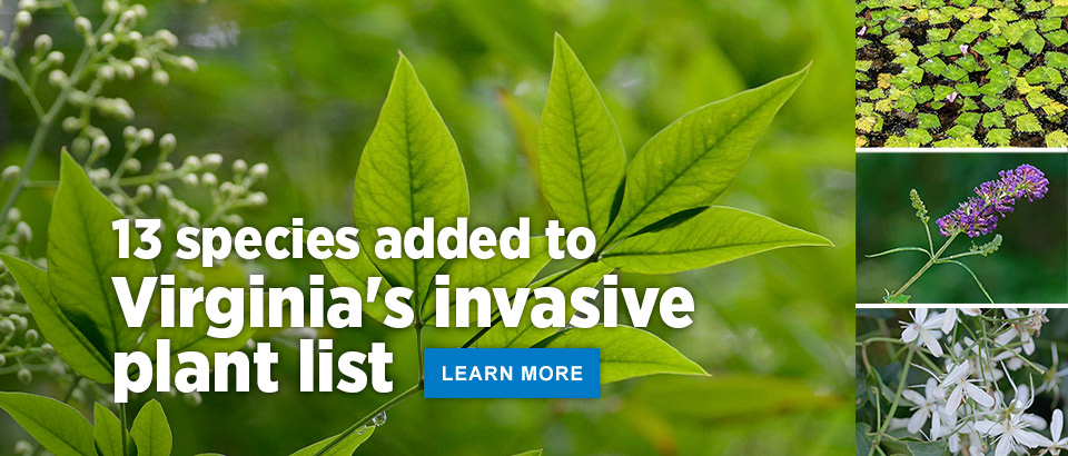 13 more invasive species added to the list