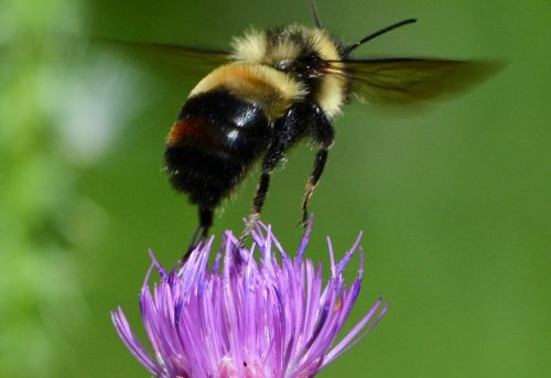 rusty patch bumble bee photo