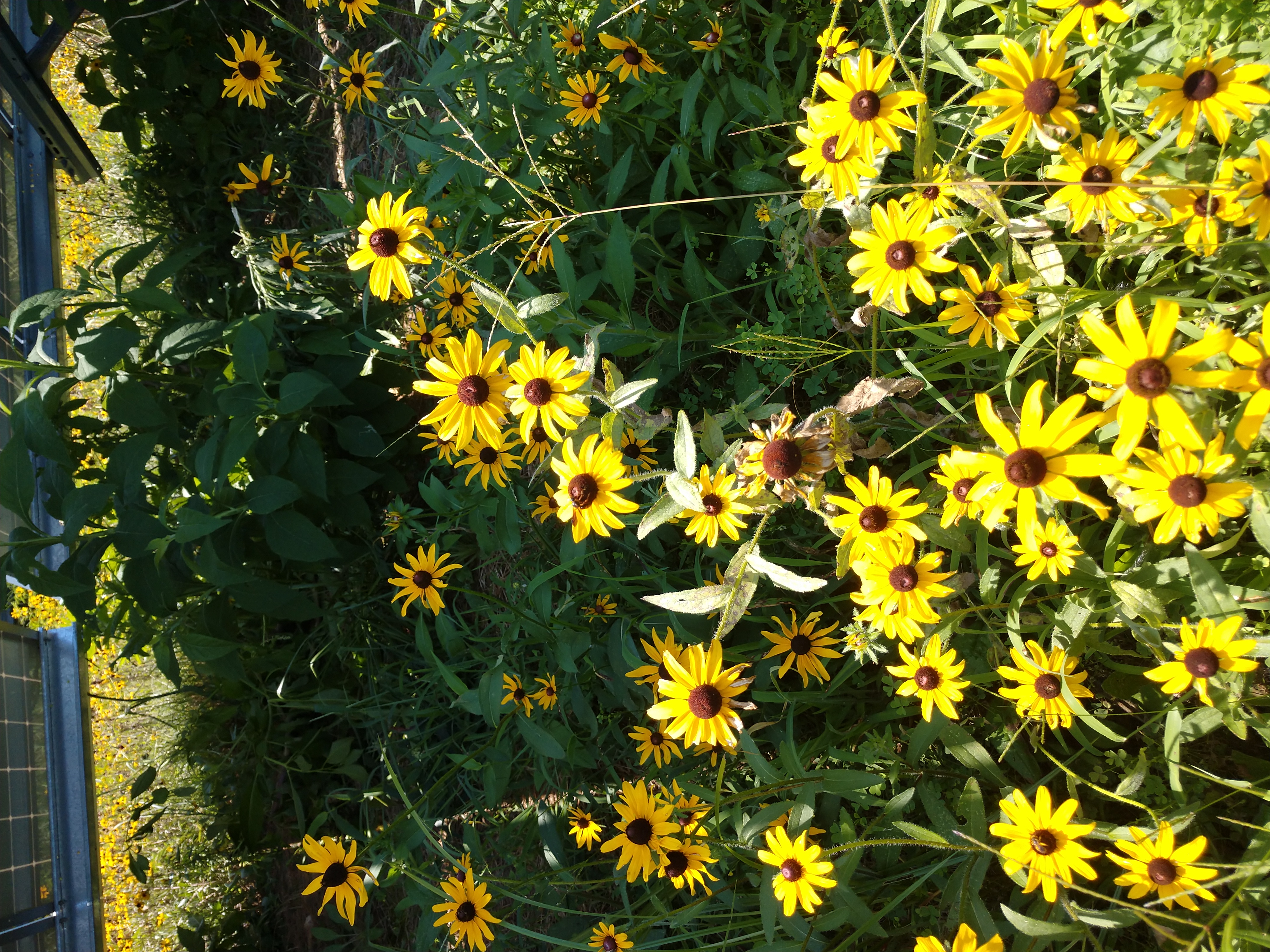 photo of black-eyed susans