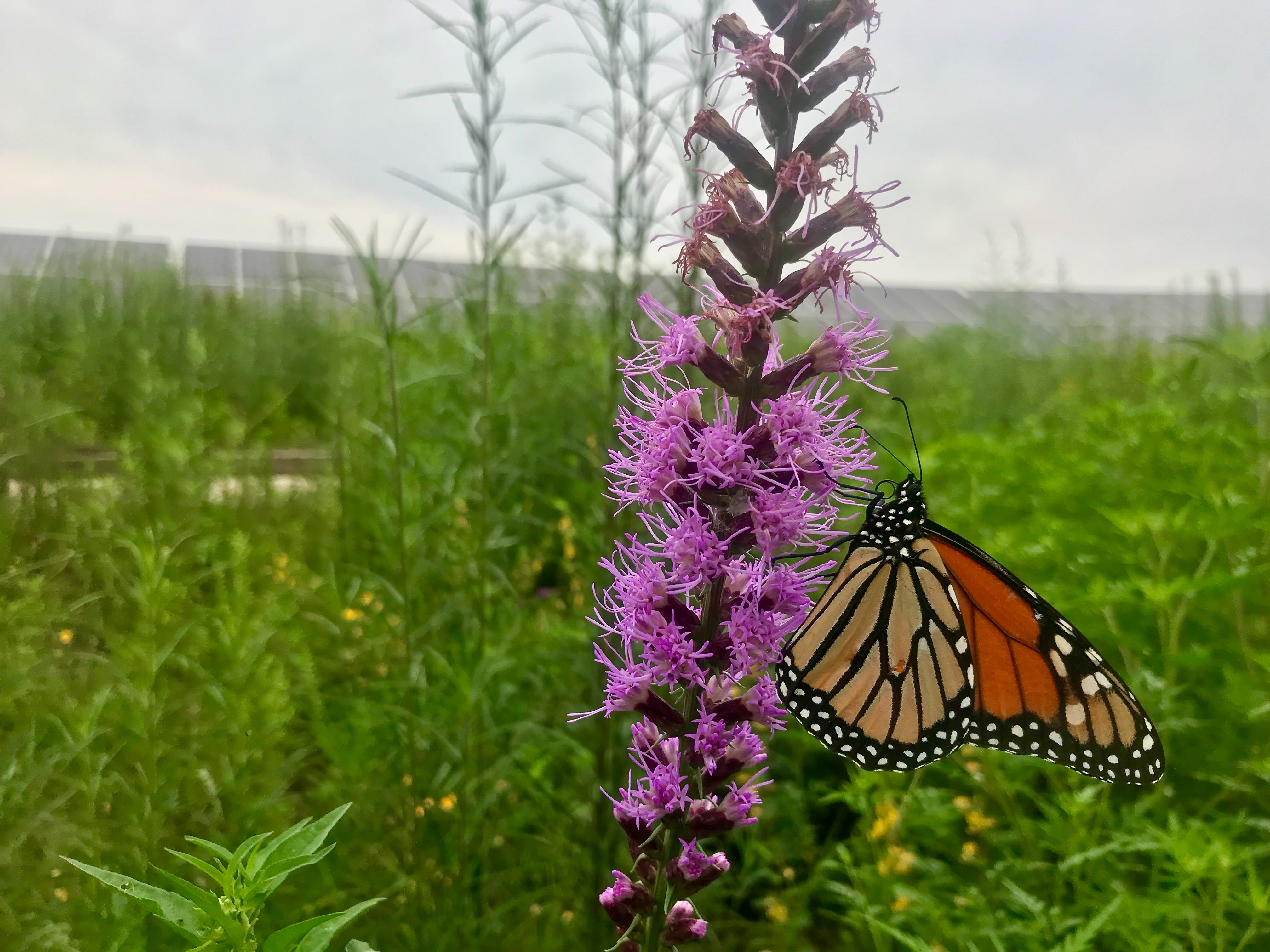 photo of monarch on blazing star