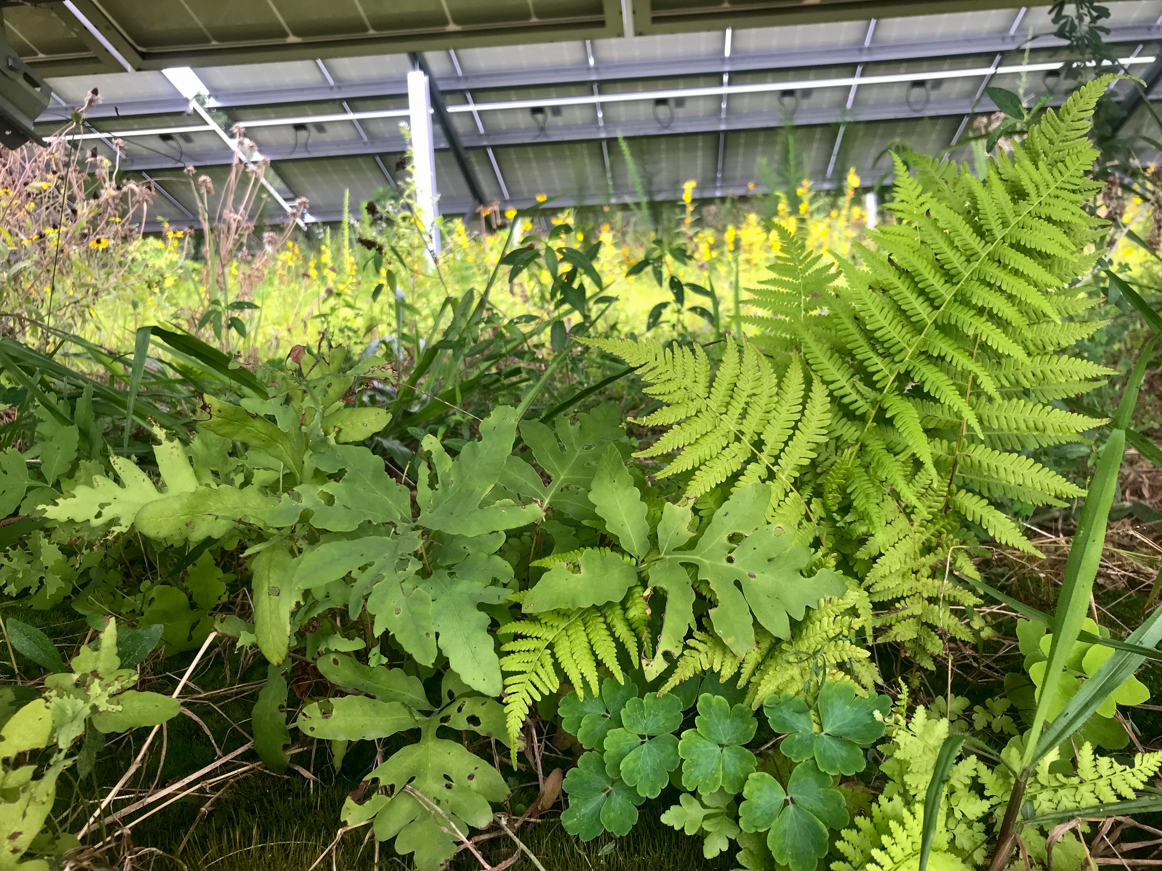 photo of native vegetation under solar panels