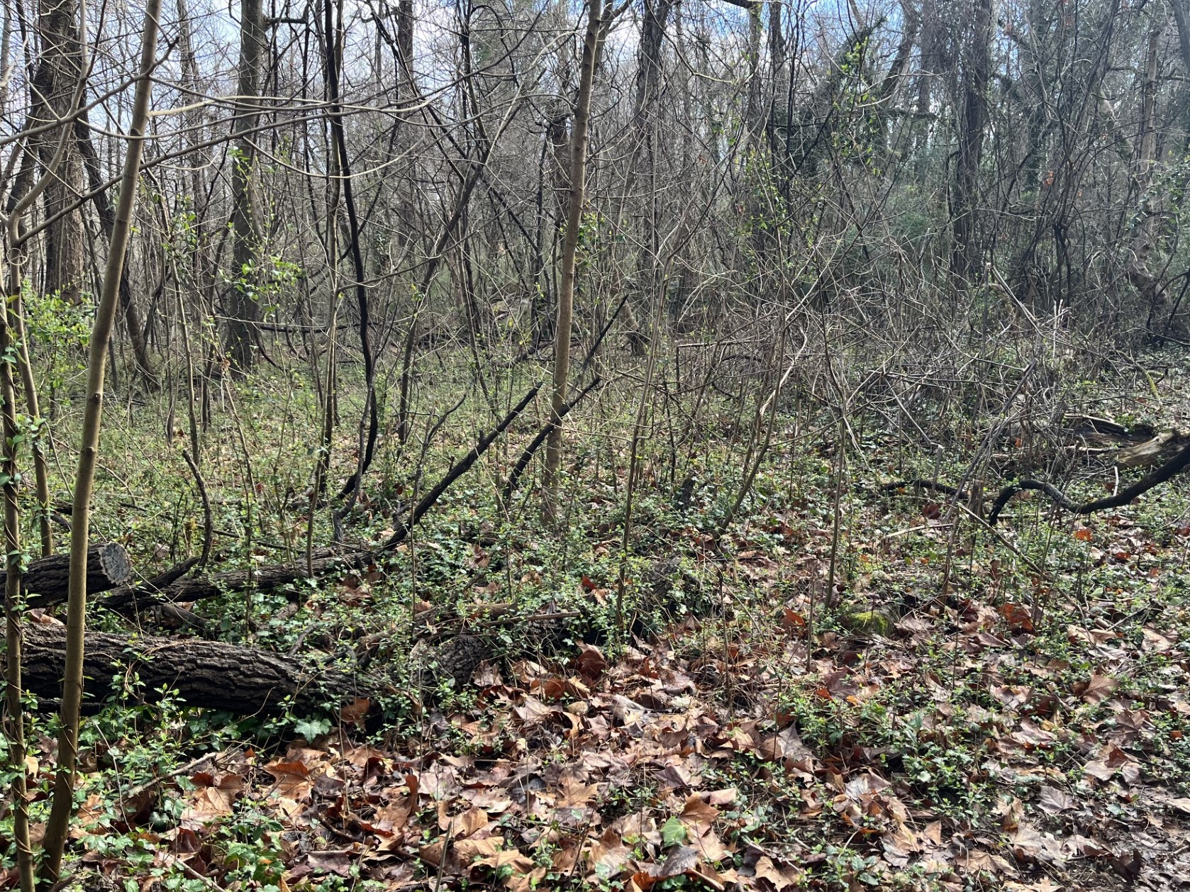 photo before invasive removal