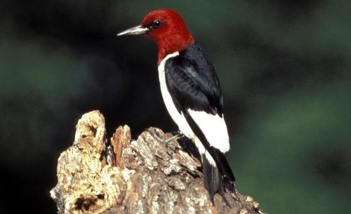 red-headed woodpecker photo