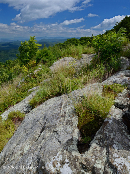 Central Appalachian Mafic / Calcareous Barren (Mid-Elevation Type) – CEGL008529