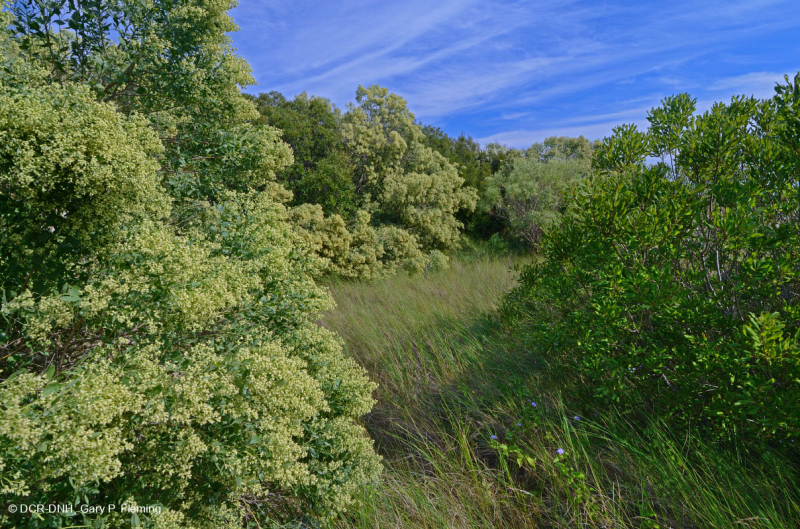 Wax Myrtle Interdune Shrubland – CEGL003839