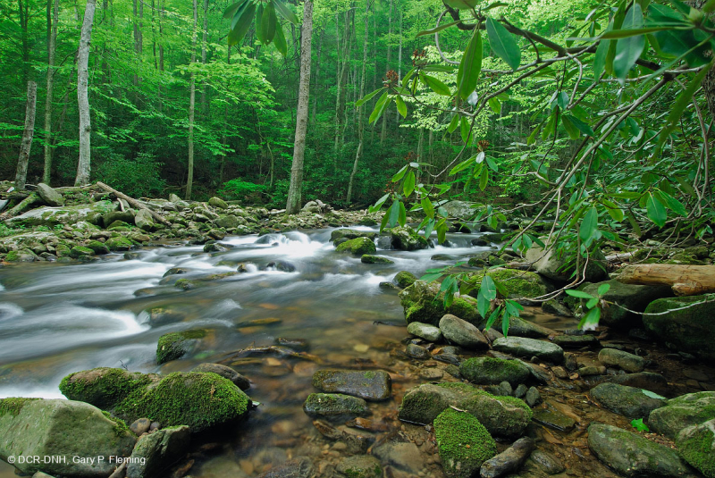 Southern Appalachian Acidic Cove Forest – CEGL007543