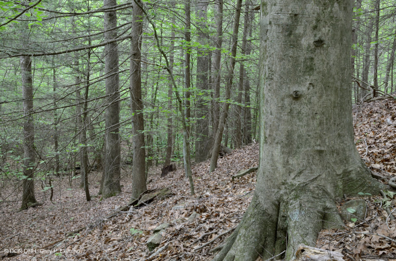 Piedmont / Coastal Plain Hemlock - Hardwood Forest – CEGL006474