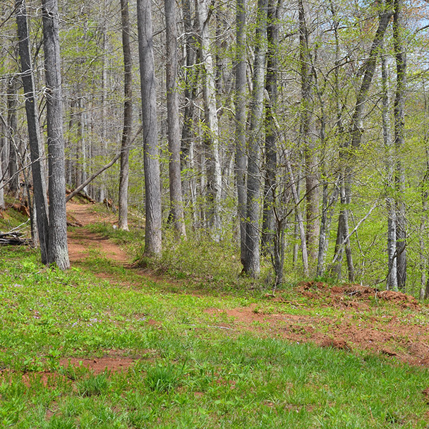Trail at Mayo River