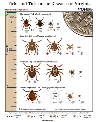 Ticks in Virginia