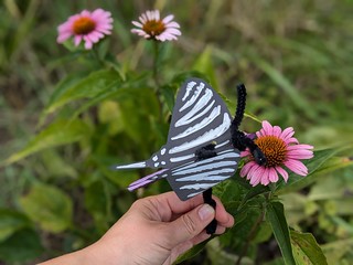 butterfly craft