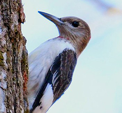 Bird at Caledon State Park