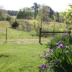Falkland State Conservation Area irises