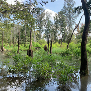 wetlands area at Falkland State Conservation Area