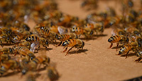 Honey bees