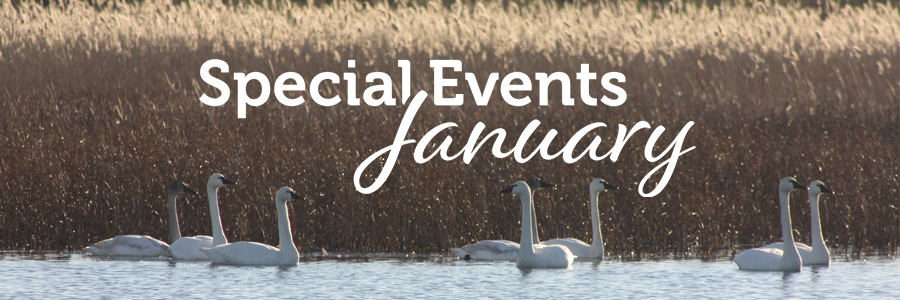 January monthly events - Tundra Swans at False Cape